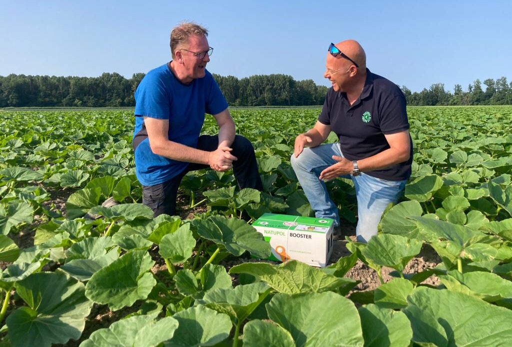 Pollination of pumpkins by bumblebees