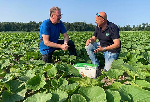 Pollination of pumpkins by bumblebees