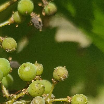 Grape bunch infected with downy mildew (Plasmopara viticola), showing characteristic sporulation and infected berries.