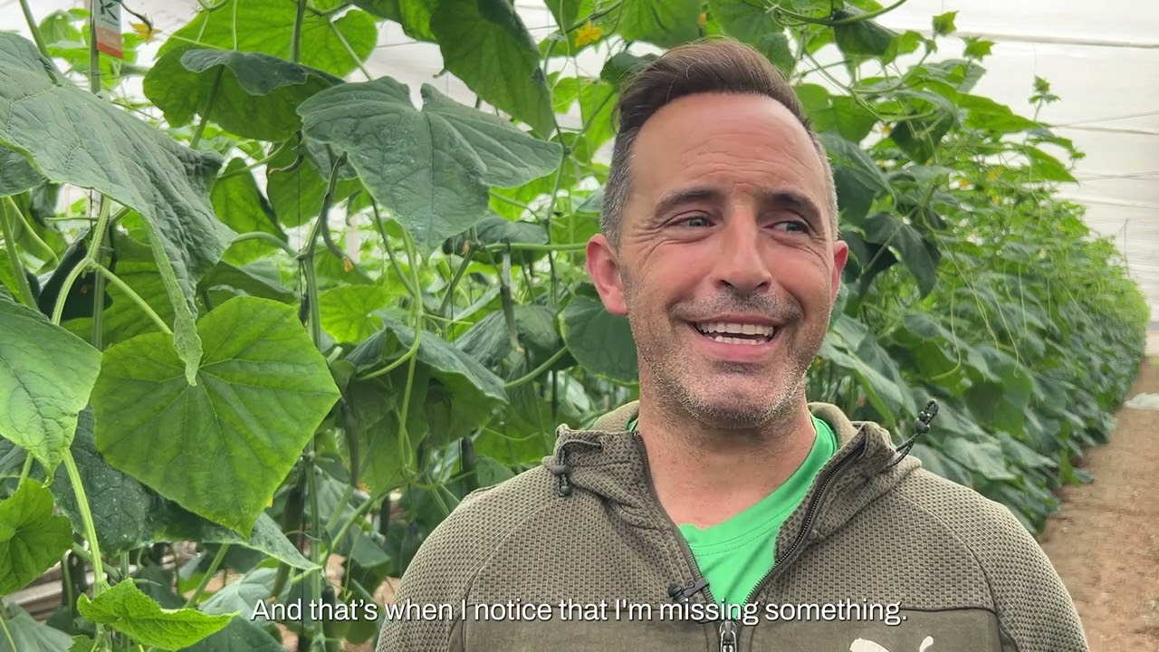 Whitefly Control with Bioinsecticide Mycotal in Organic Cucumber