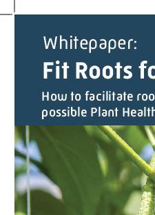Fit Roots for Plant Health Whitepaper - Koppert