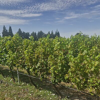 Severe downy mildew (Plasmopara viticola) outbreak in a grapevine vineyard, with widespread leaf infection and canopy damage.