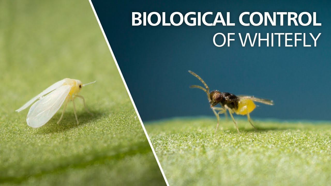 Biological control of whitefly - Encarsia Formosa Biological control of whitefly - Encarsia Formosa