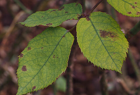 Downy mildew of rose