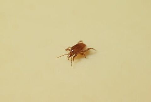 Modified formulation for Macro-Mite