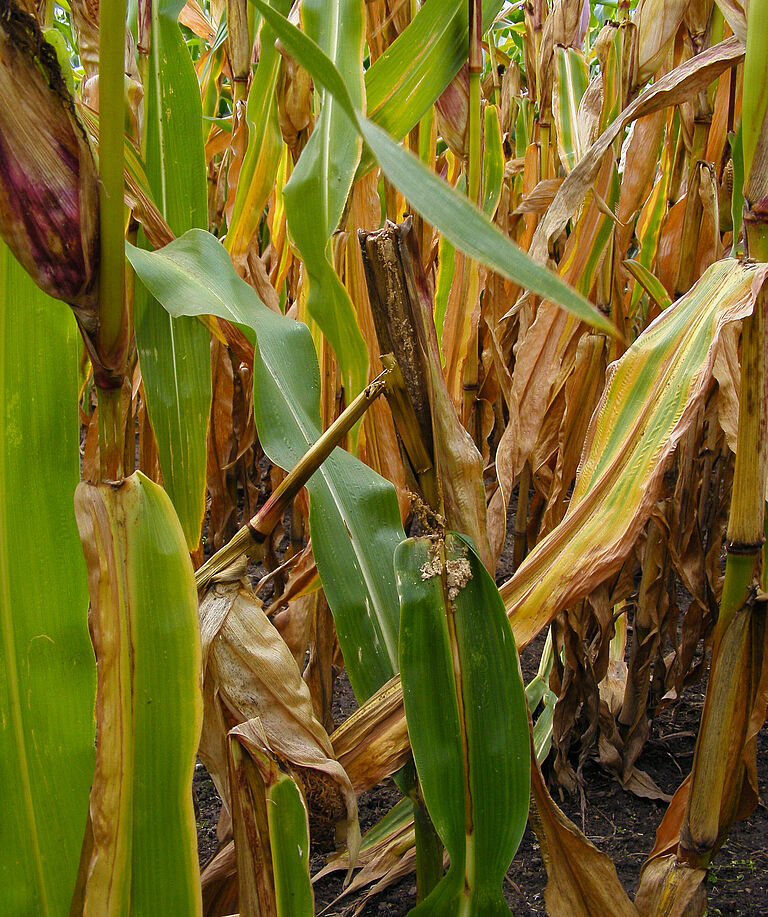 Damage caused by the European maize borer Ostrinia nubilalis