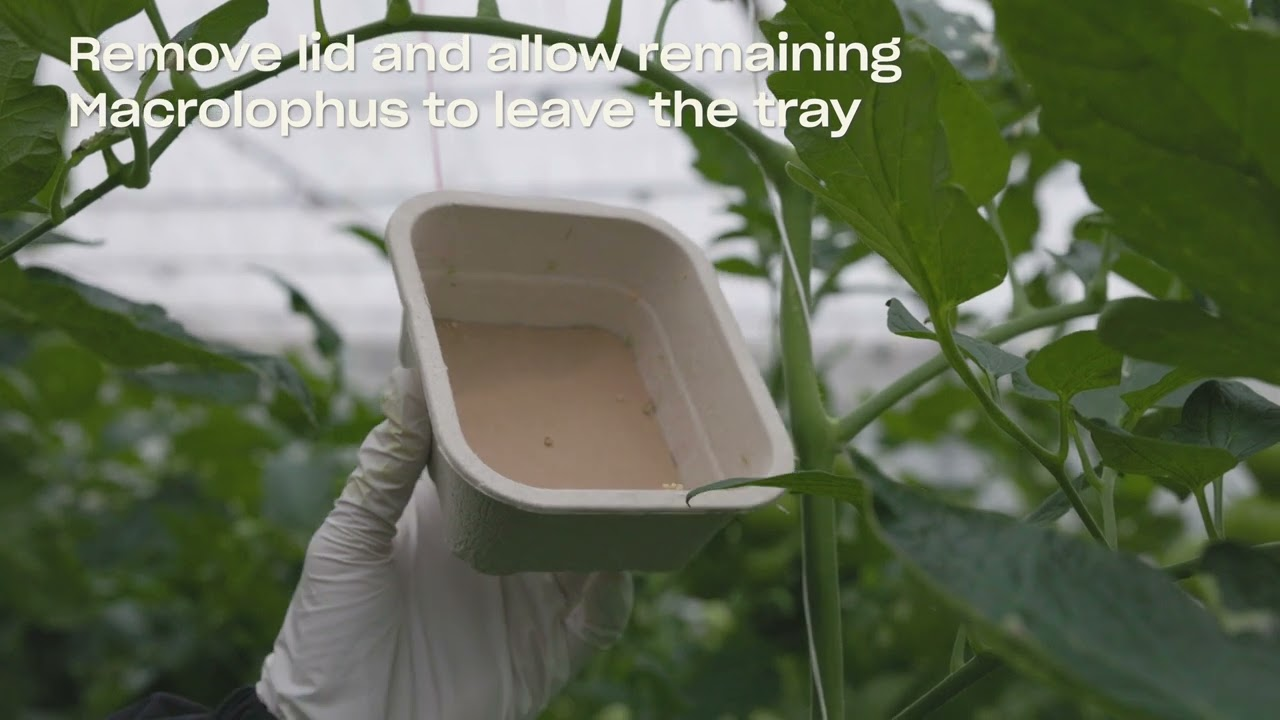 How to use Mirical How to use Mirical