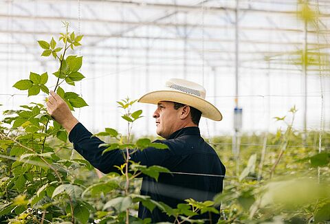 An unexpected solution: the story of Fernando Rodríguez and Koppert's predatory mites