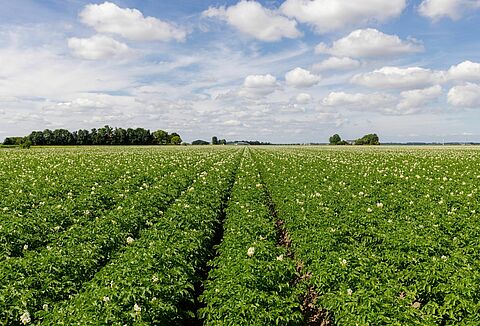 Biological pesticides and fungicides for pest control in outdoor crops