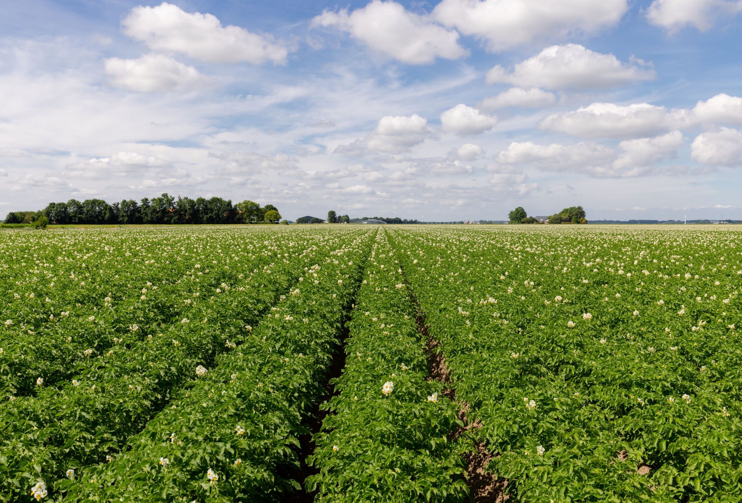 Biological pesticides and fungicides for pest control in outdoor crops