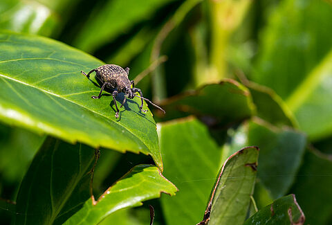The Vine weevil Otiorhynchus sulcatus