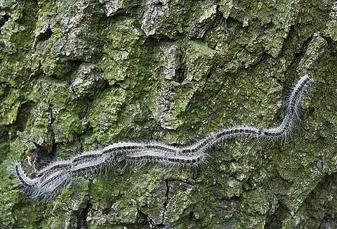 Municipality of Enschede: use of Entonem against oak processionary caterpillar has important gains