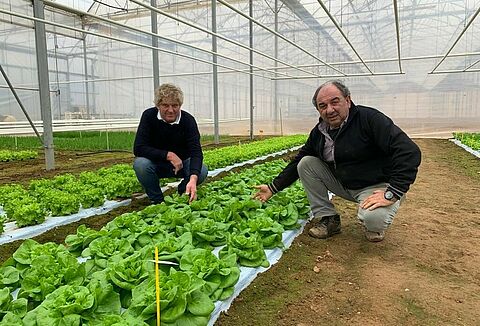 Trianum succesfully controls Fusarium in open field lettuce