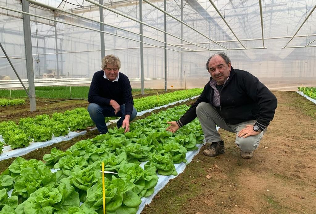 Trianum succesfully controls Fusarium in open field lettuce