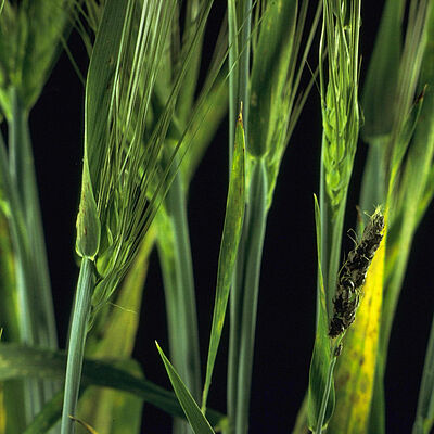 Loose Barley Smut Ustilago nuda hordei