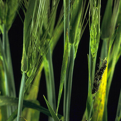 Loose Barley Smut Ustilago nuda hordei