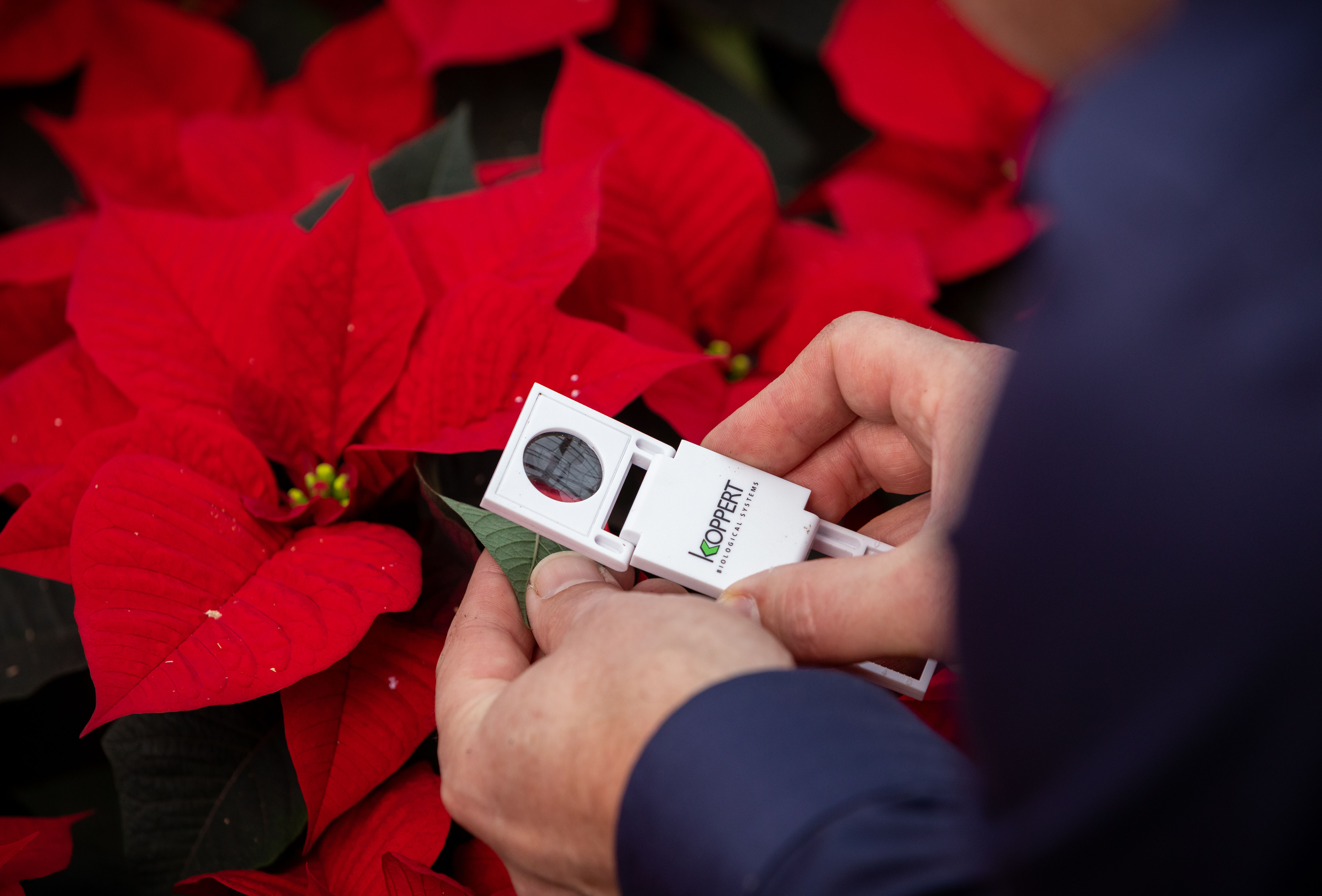 Poinsettia seizoen volop in gang
