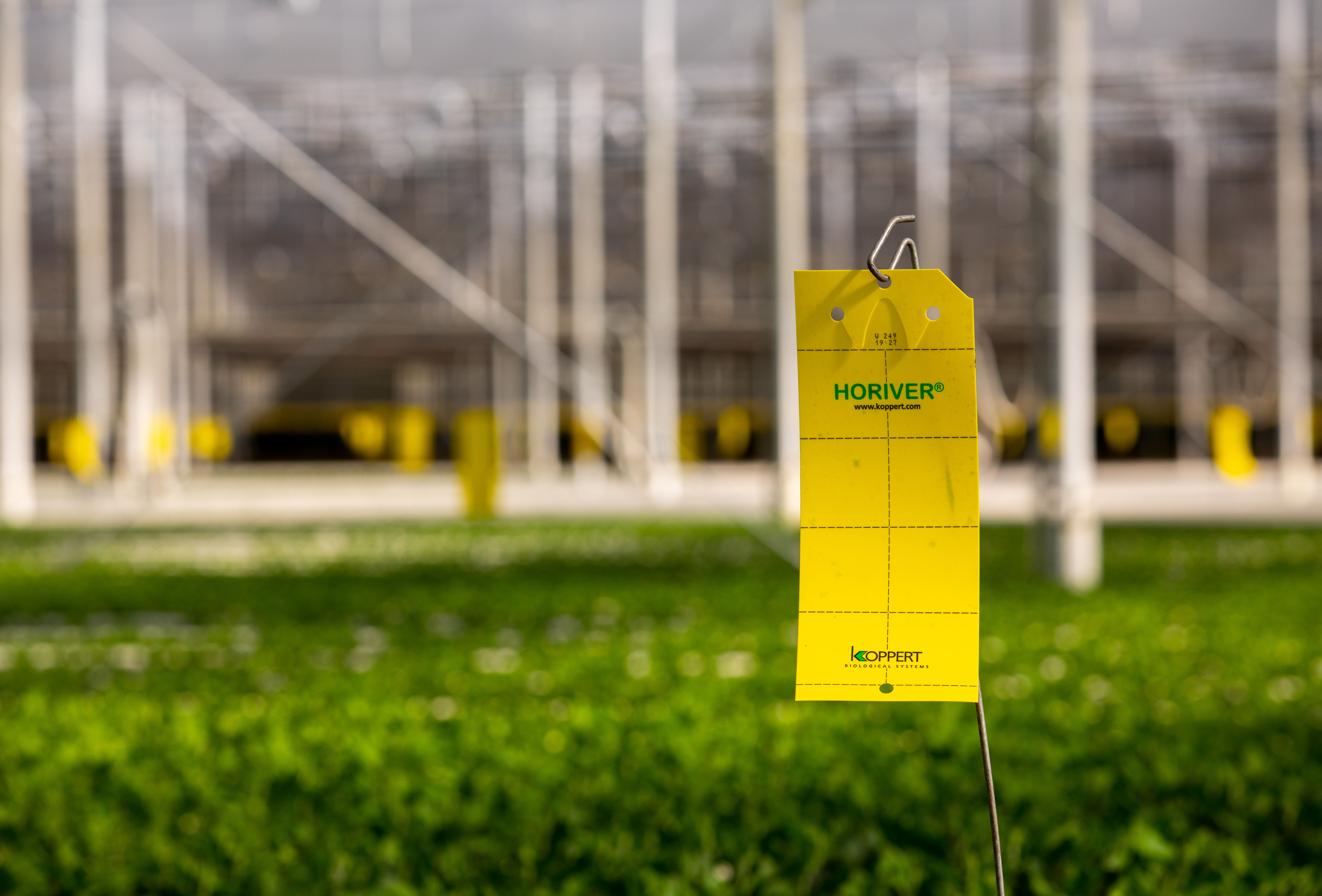 Keep a close eye on thrips