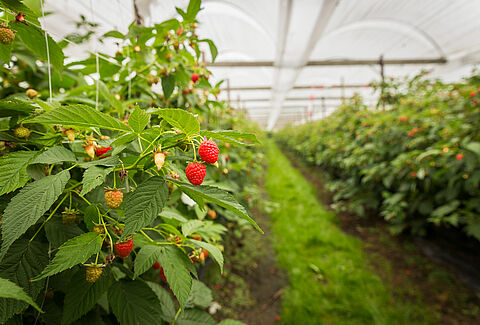 Raspberry