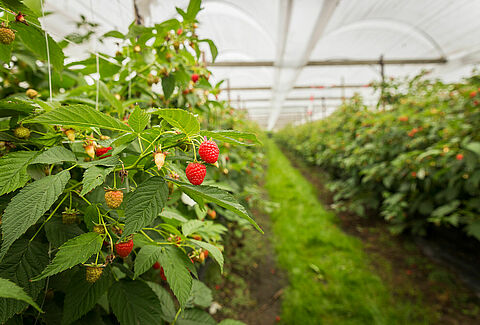 Raspberry