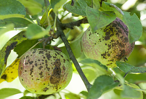 Apple scab