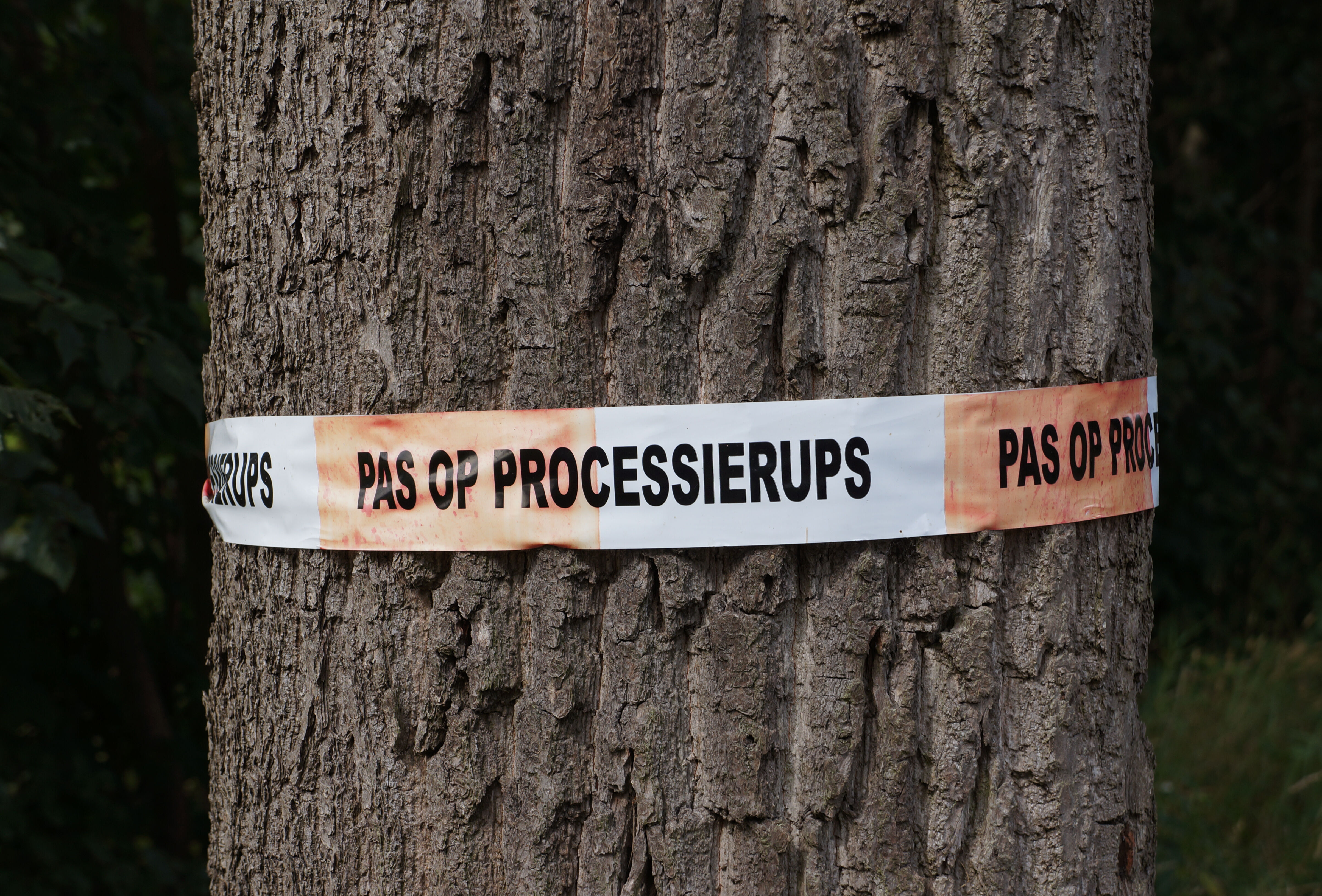Tree specialist Wolterinck BV: Entonem has a guaranteed firm effect against the oak processionary caterpillar