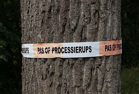 Tree specialist Wolterinck BV: Entonem has a guaranteed firm effect against the oak processionary caterpillar