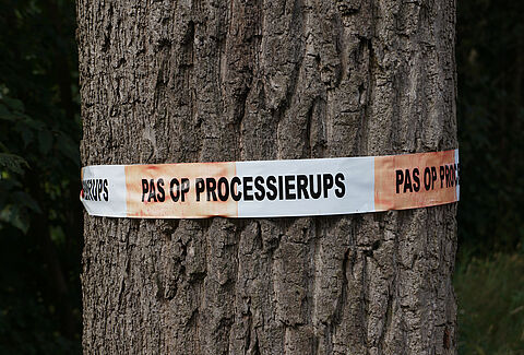Tree specialist Wolterinck BV: Entonem has a guaranteed firm effect against the oak processionary caterpillar