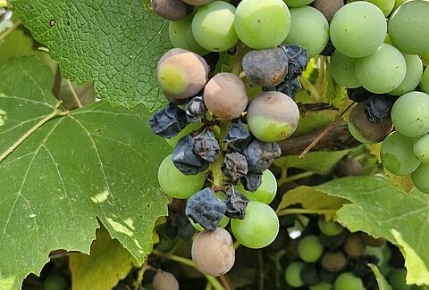 Black rot of grapes