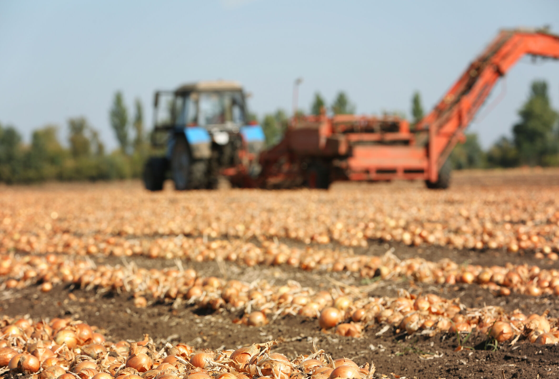 Effective control of onion fly with beneficial nematodes