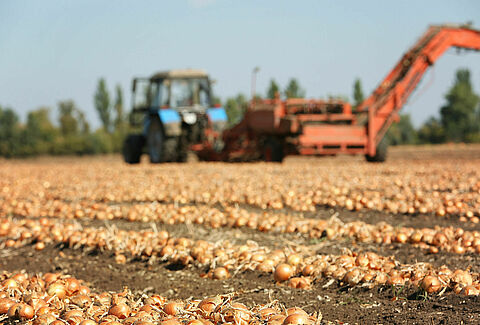 Effective control of onion fly with beneficial nematodes