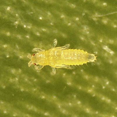 Thrips Parvispinus Prepupa