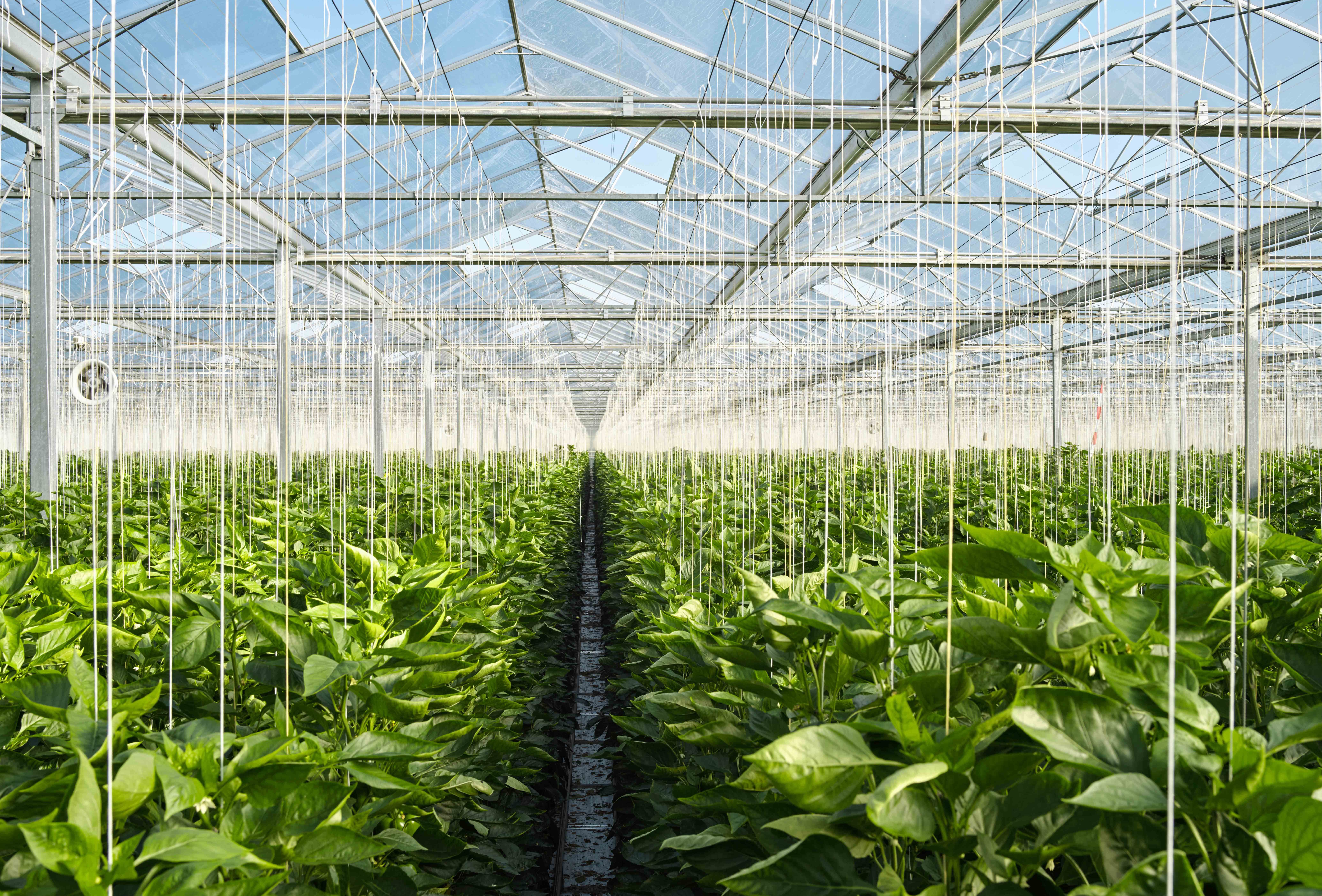 International webinar to mark Year of Plant Health