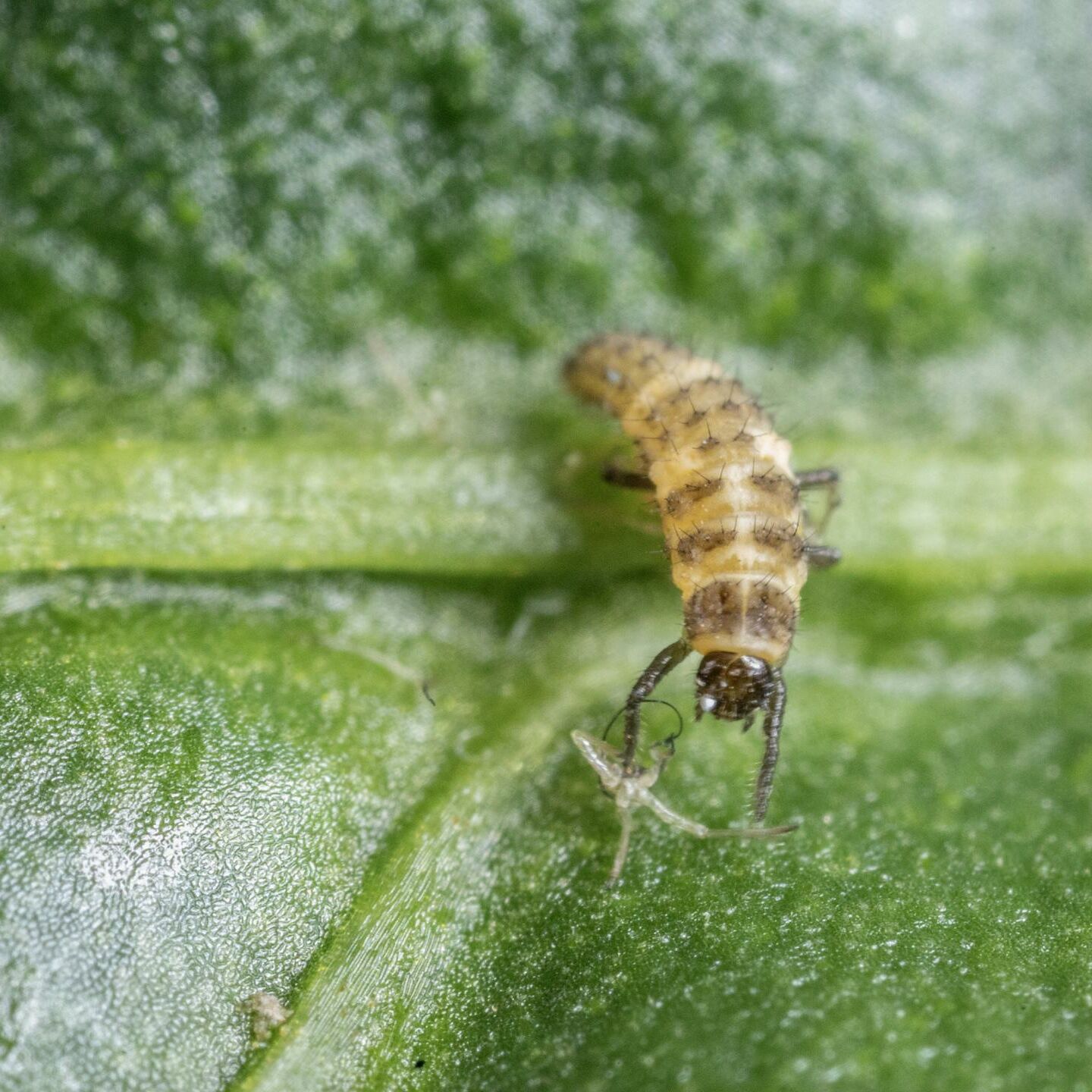 L1 of Coleomegilla maculata preying on aphid L1 of Coleomegilla maculata preying on aphid