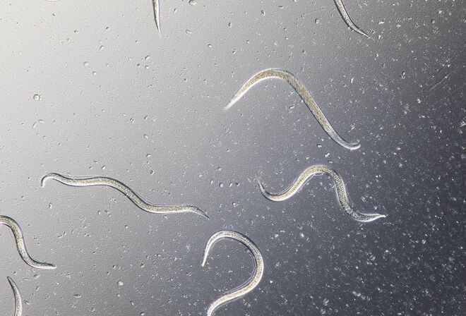 ‘Inzet nematoden steeds interessanter’