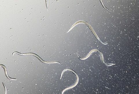 ‘Inzet nematoden steeds interessanter’