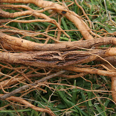Brown root: Tomato rot Pyrenochaeta lycopersici