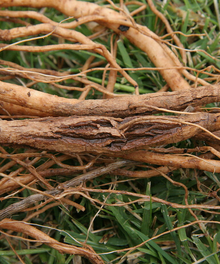Brown root: Tomato rot Pyrenochaeta lycopersici