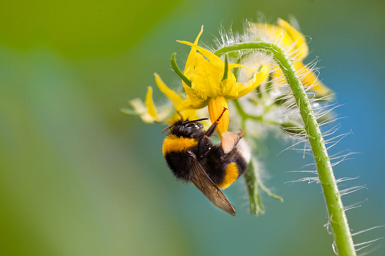 Bumblebee (Bombus terrestris) pollinating tomato flower