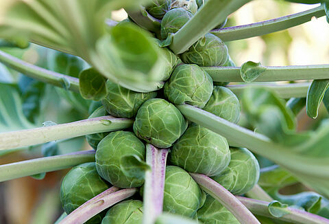 Brussels sprout