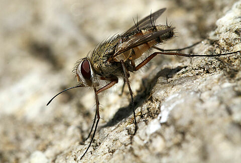Stable fly