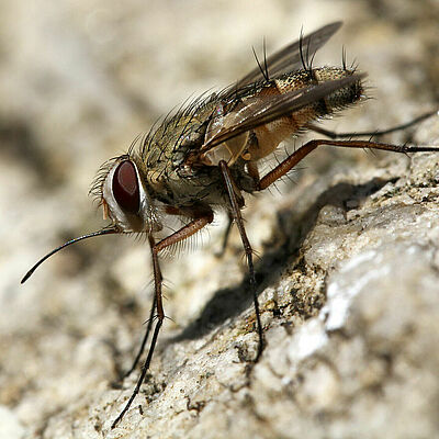 Stable fly Stomoxys spp