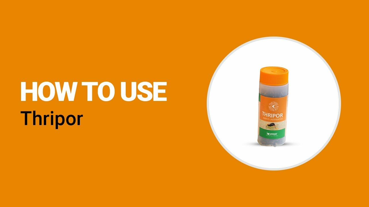 How to use Thripor from Koppert How to use Thripor from Koppert
