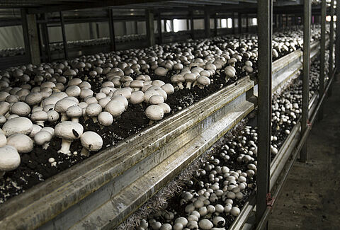 Mushroom