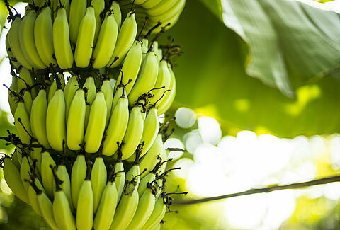 Banana