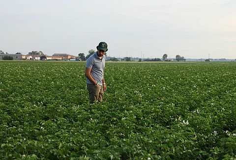 Successful biocontrol in potatoes