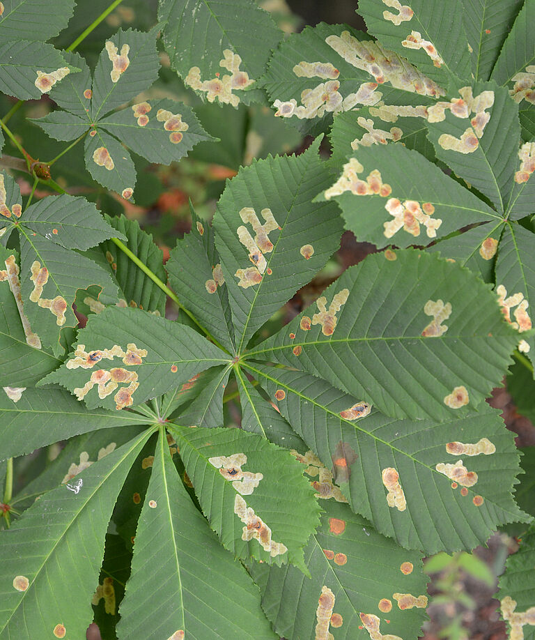 Horsechestnut leafminer Cameraria ohridella Damage on chestnut