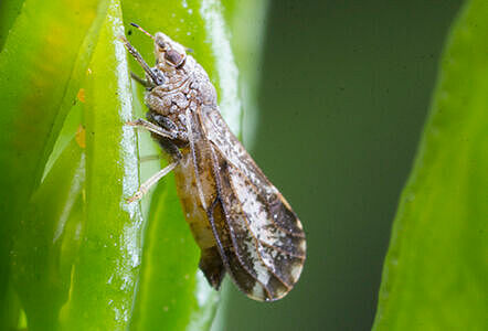 Asian Citrus Psyllid Diaphorina citri Life Cycle Adult
