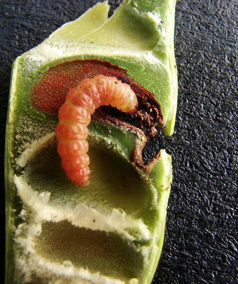 False codling moth Cryptophlebia peltastica Larva