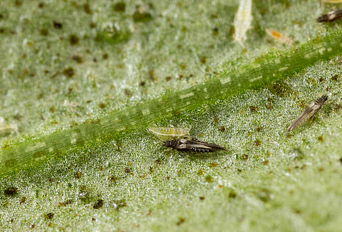 Impatiens thrips